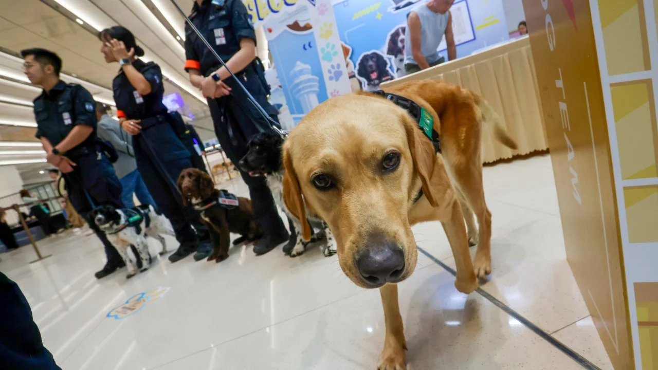 Hong Kong Havalimanı'nda Köpekli Güvenlik Timi Terminal 2'de Göreve Başladı