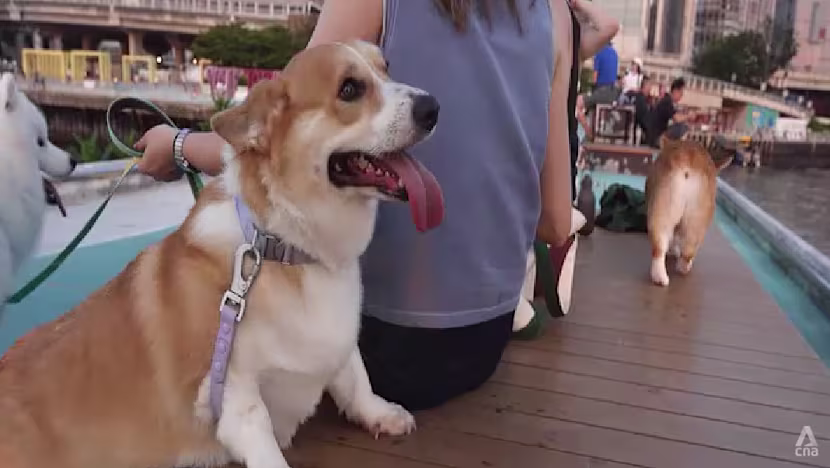 Hong Kong'da kafe ve restoranlara köpek girebilecek: Rekor başvuru