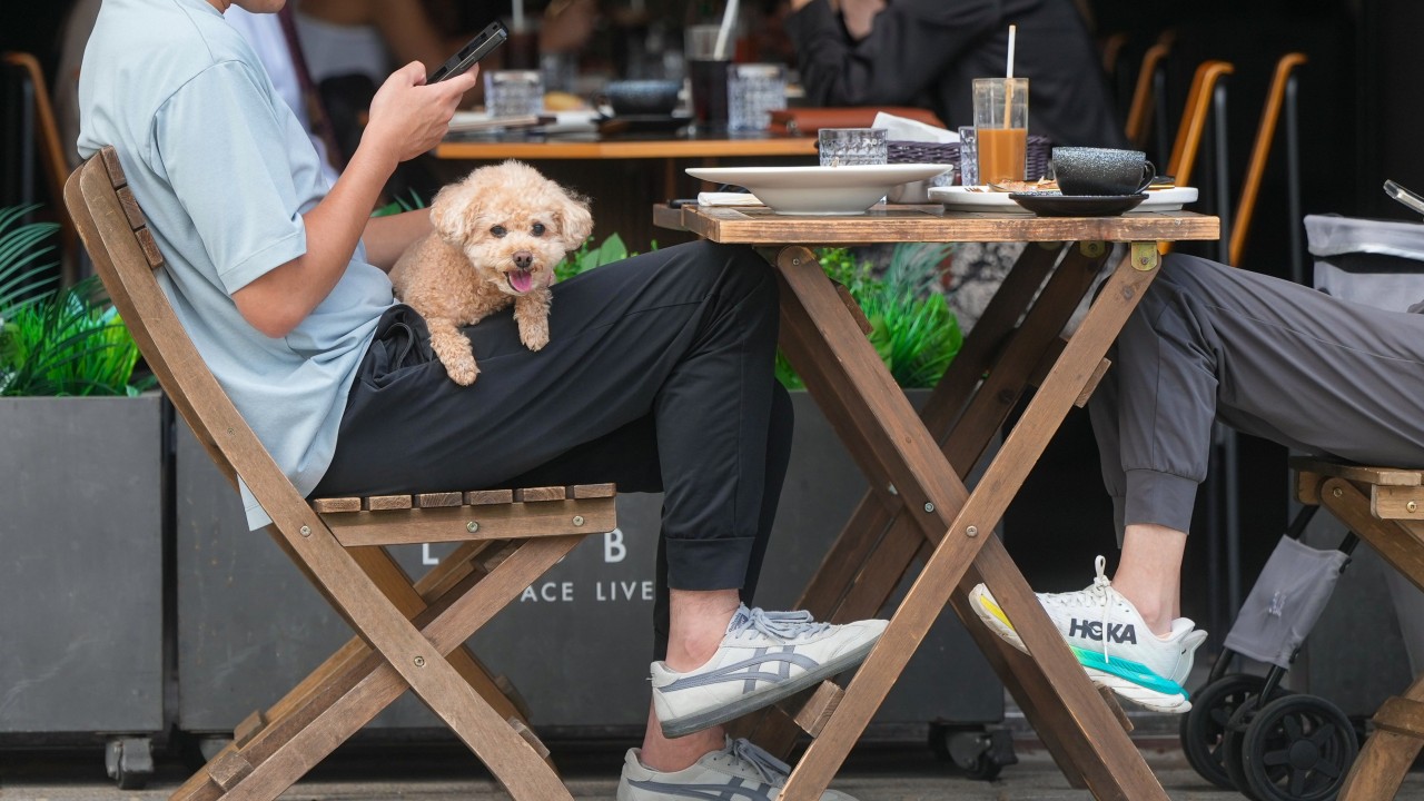 Hong Kong'da kafe ve restoranlara köpek yasağı şoku
