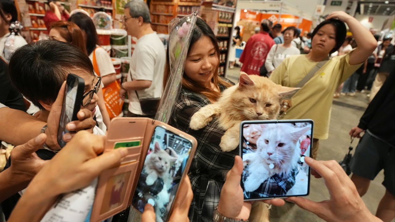 Hong Kong'da kedi fuarı: Evcil hayvanlarına ayda 10 bin dolar harcıyorlar