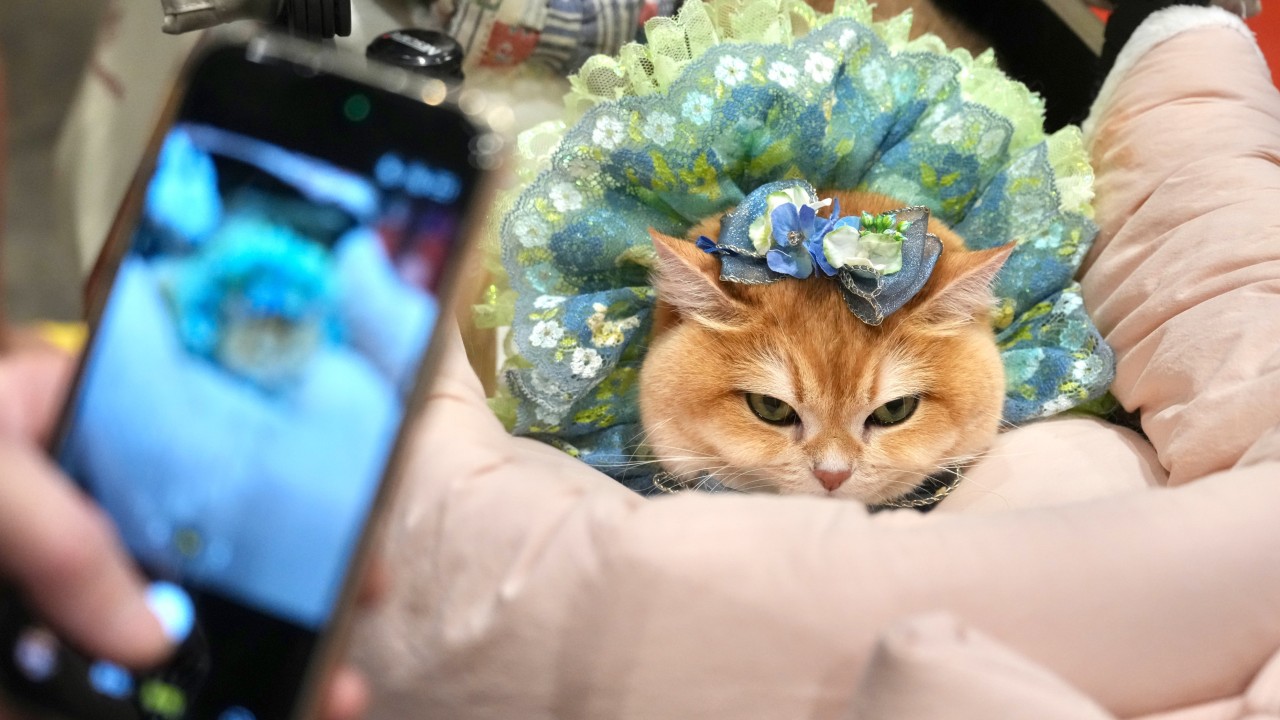 Hong Kong Kedi Fuarı: Robot Dosttan Ginseng Takviyesine