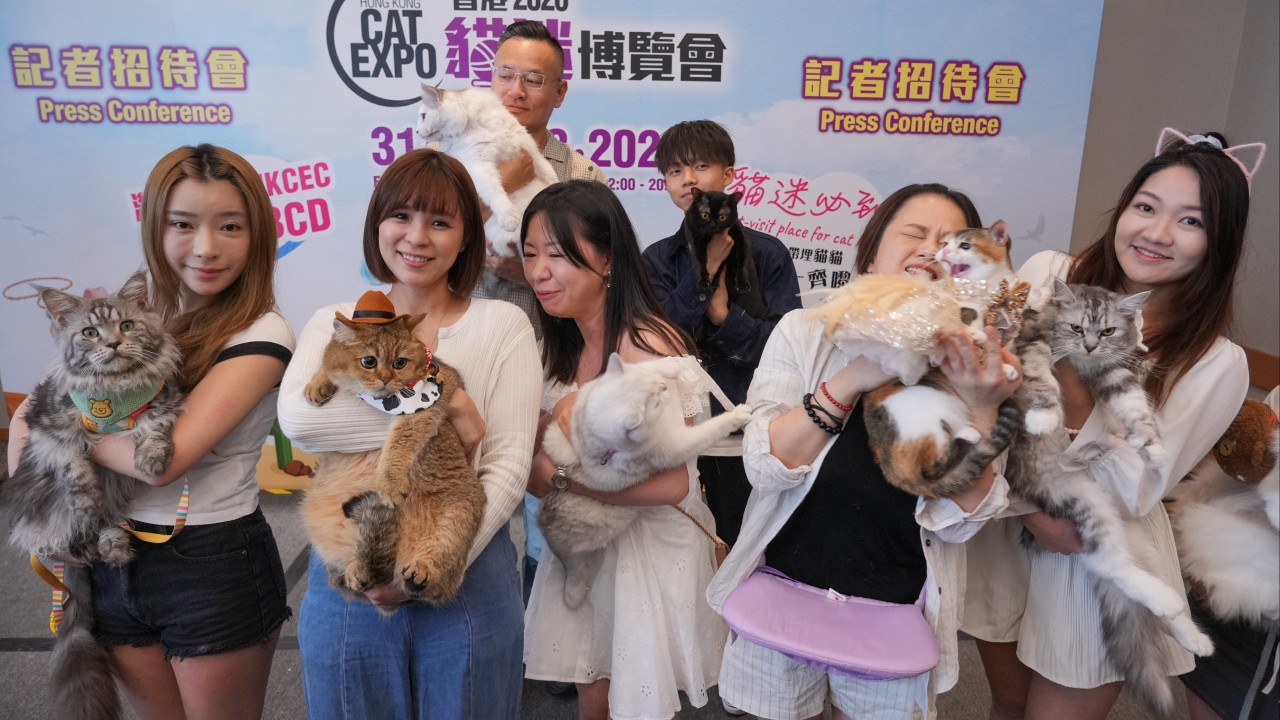 Hong Kong'da kedi sahipleri aylık rekor harcama yapıyor: 2.000 Hong Kong doları