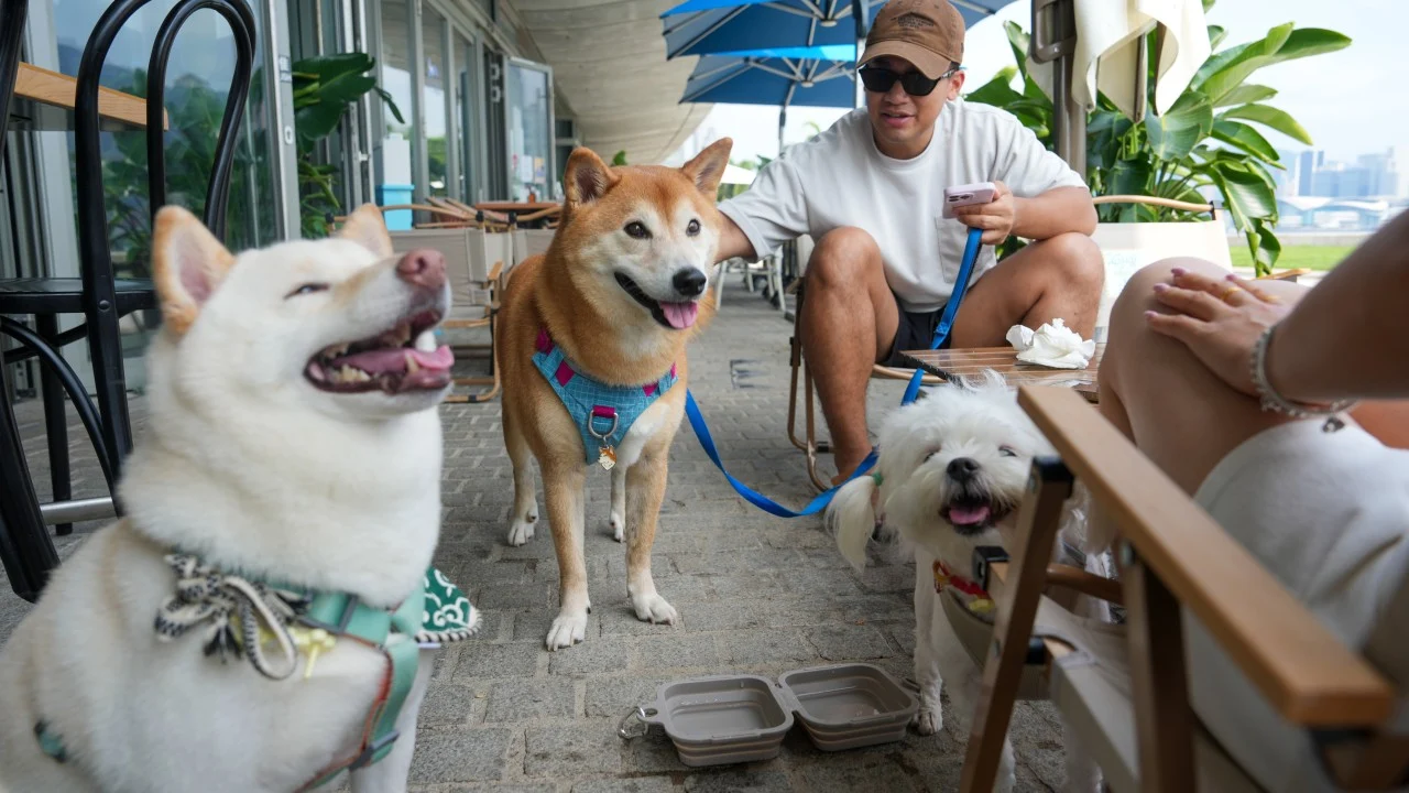 Hong Kong'da köpek dostu restoran planı başvuru patlaması