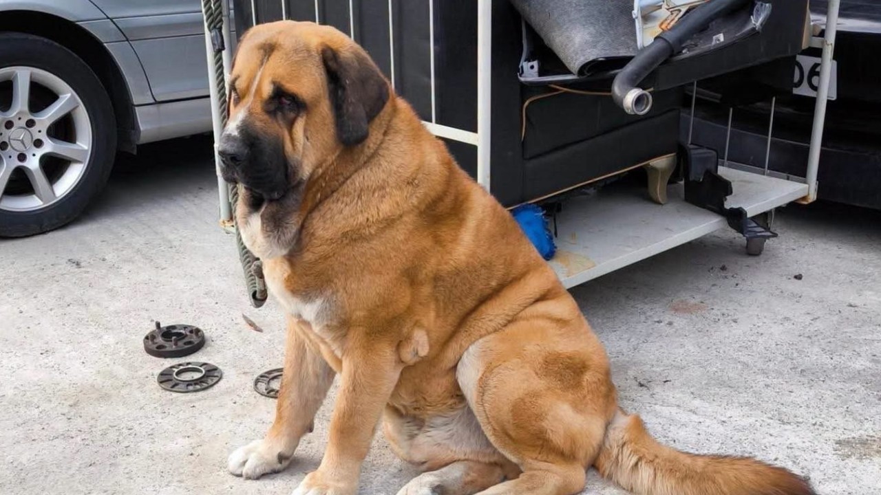 Hong Kong köpek sahiplerine sıkı denetim