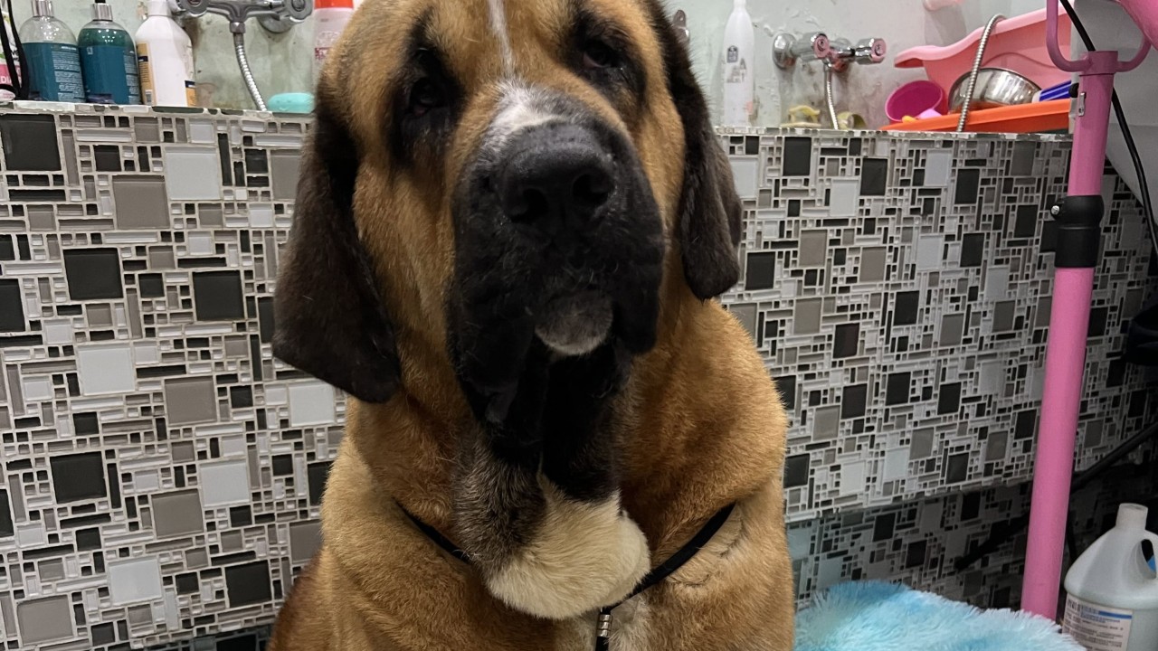 Hong Kong'da köpek saldırılarına karşı DNA testli risk sistemi önerisi