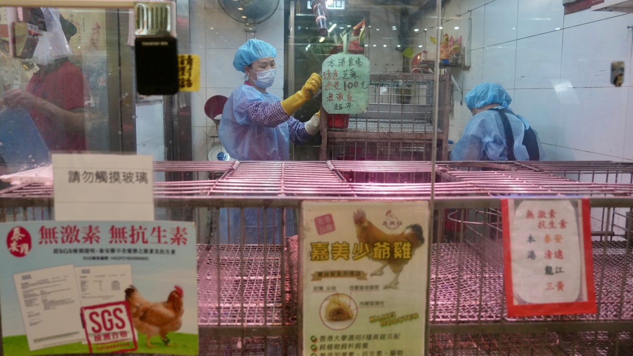 Hong Kong'da kuş gribi alarmı: Tavukçuluk tezgahı kapatıldı