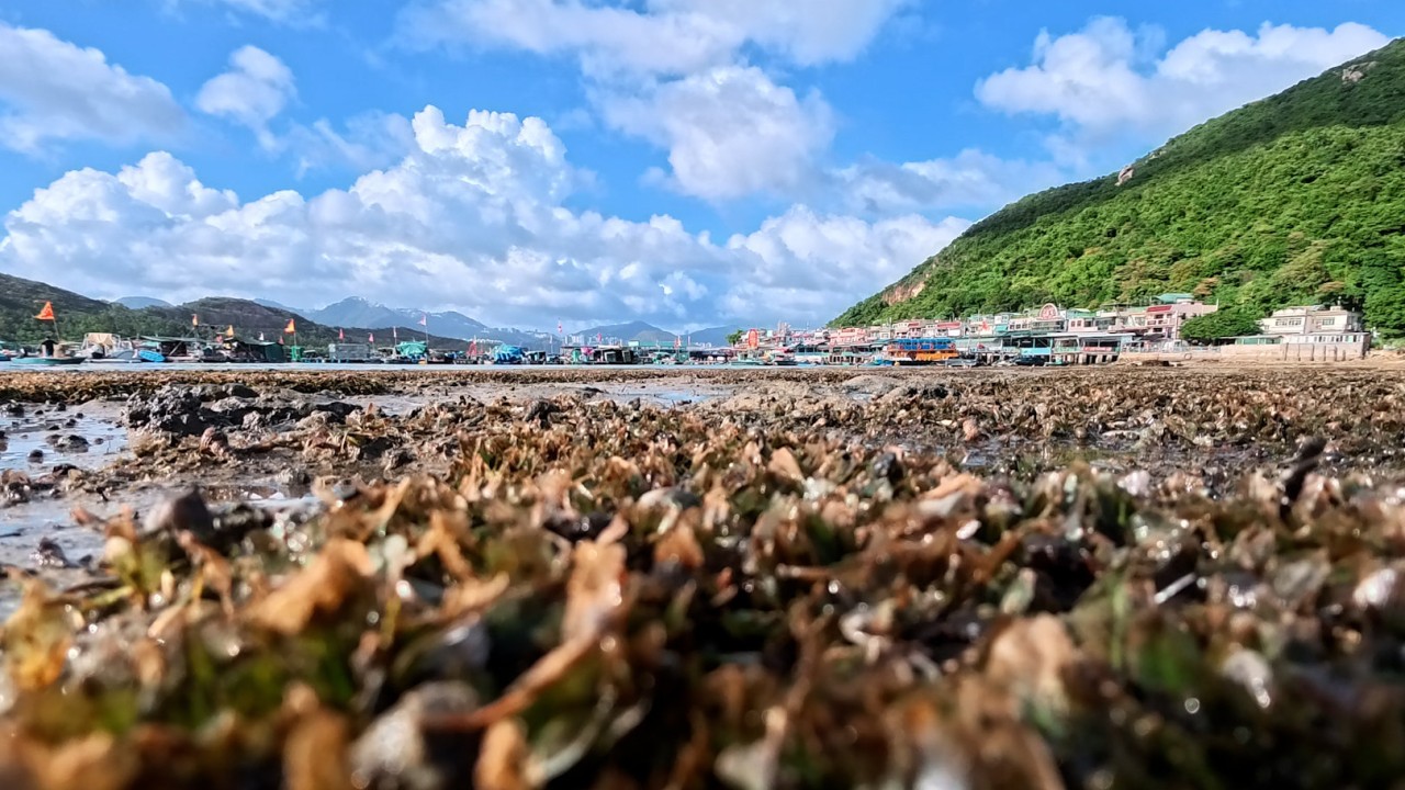 Hong Kong açıklarında deniz çayırı: Okyanusun gizli karbon kahramanı