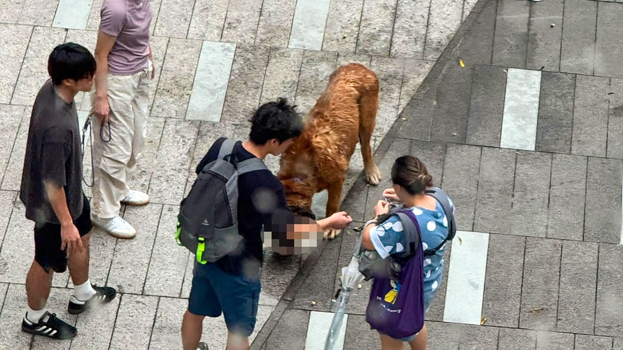 Hong Kong'da İki Evcil Hayvanı Öldüren Köpek İçin Ötenazi Kararı