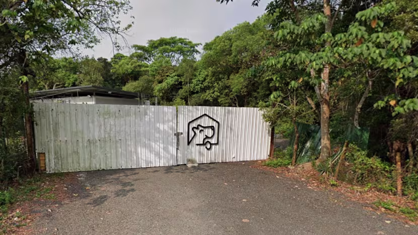 Hong Kong'da Pet Otelinde Köpek Saldırısı: Kadın Hayatını Kaybetti