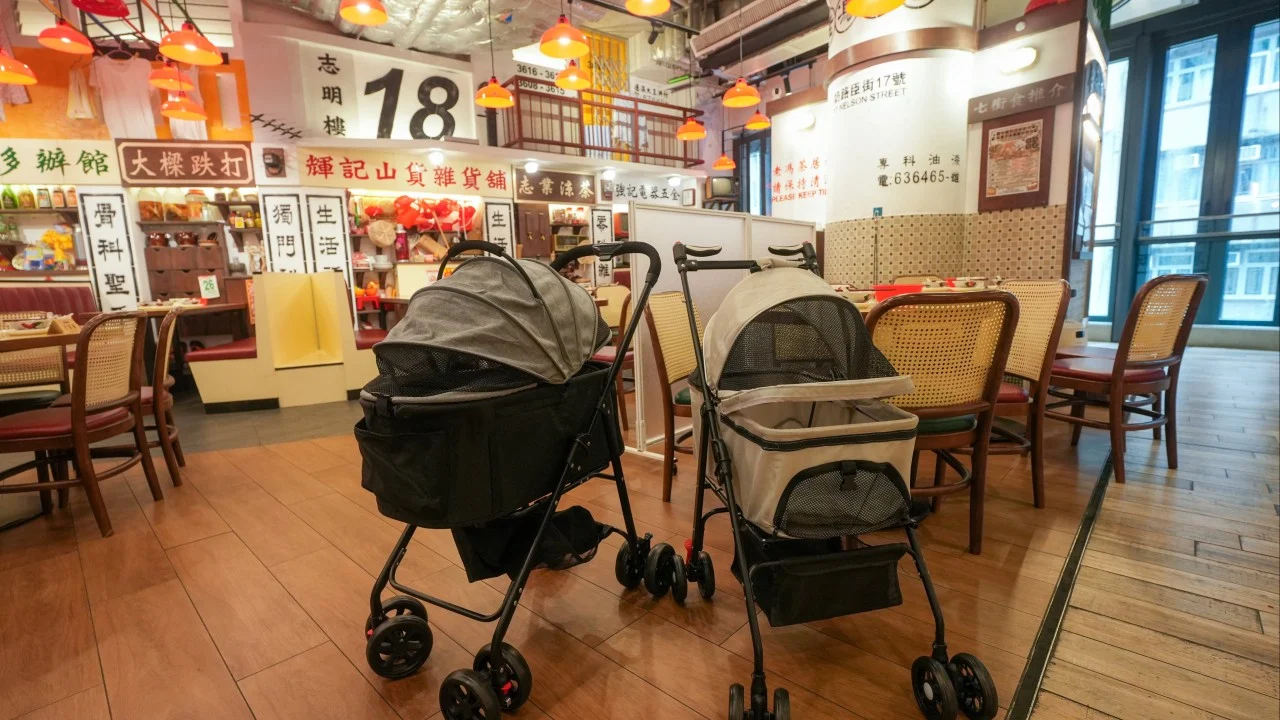 Hong Kong'da restoranlar köpekli müşterilere hazırlanıyor