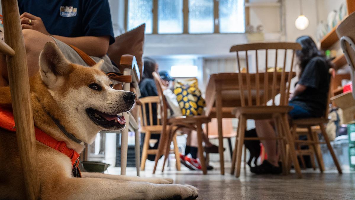 Hong Kong'da restoranlarda köpek serbestisi: 900 mekanda izinli