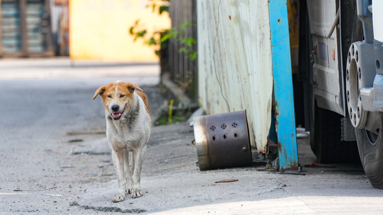 Hong Kong'ta Sahipsiz Köpeklerin Üçte Biri Uyutuldu
