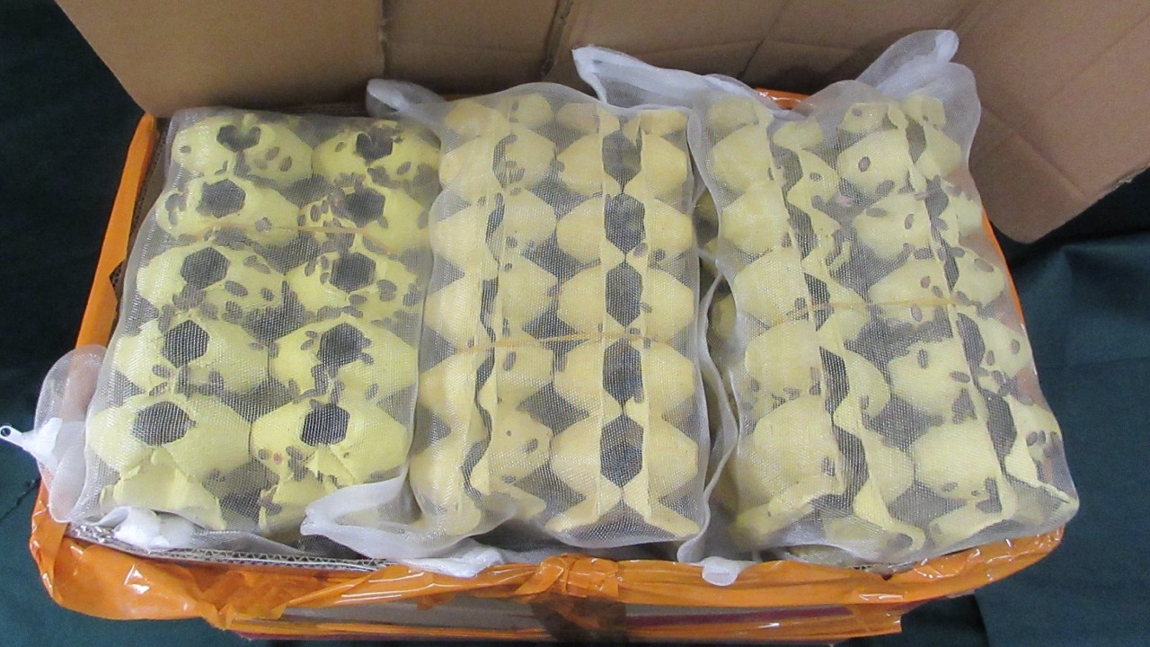 Hong Kong Sınırında 200 Cırcır Böceği ve 13 Kilogram Hamamböceği Ele Geçirildi