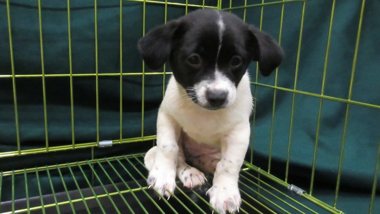 Hong Kong sınırında çanta içinde köpek ve nesli tükenmekte olan 2 kuş yakalandı