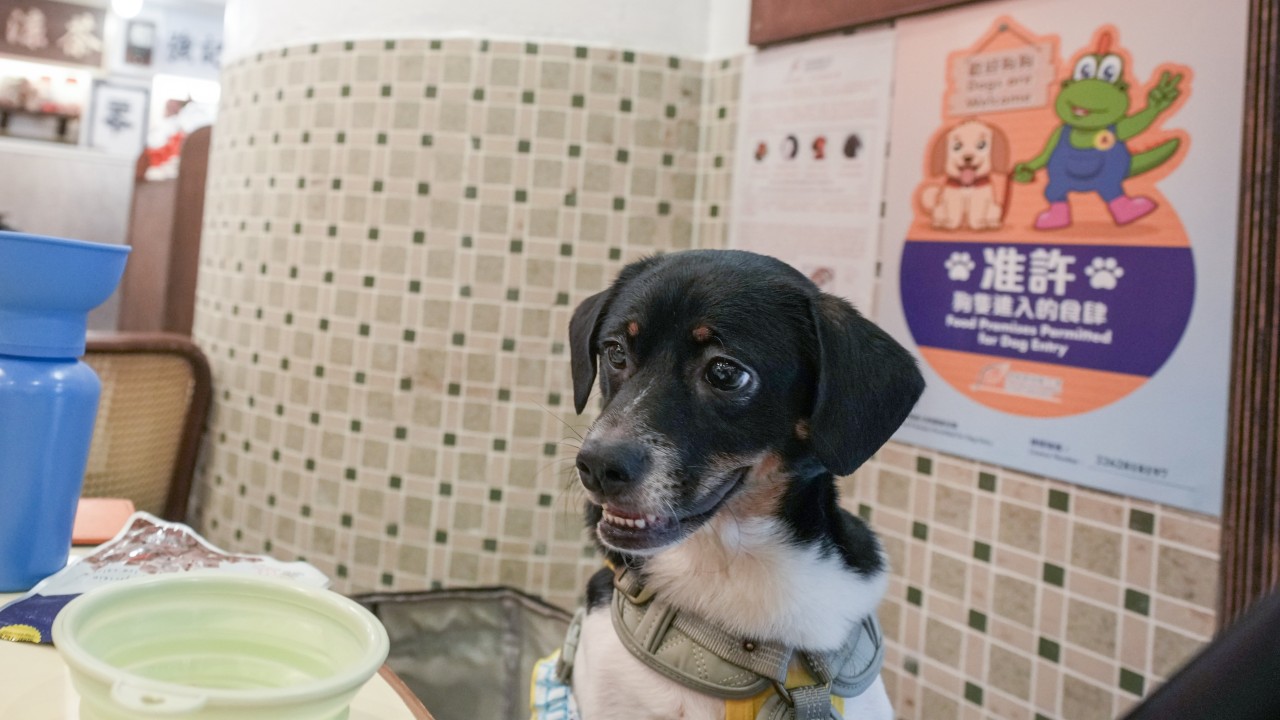 Hong Kong'da köpek dostu restoran uygulamasına tepkiler