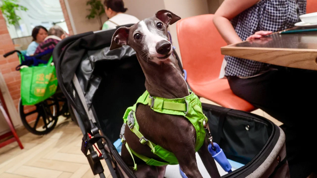 Hong Kong'da 30 Yıl Aradan Sonra Köpekler Restoranlara Girebilecek