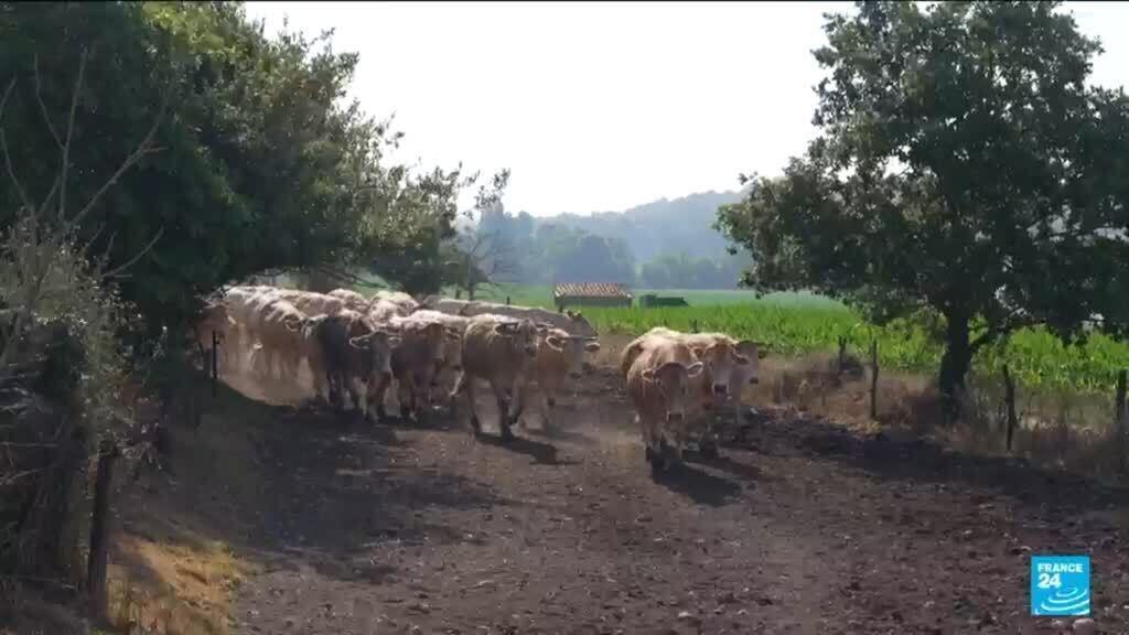 İklim Kaynaklı Sıcak Hava Dalgası Fransız Çiftçileri Zorluyor