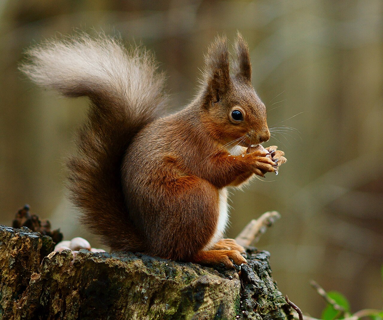 İngiltere'nin Brownsea Adası'nda kırmızı sincap gözlemi