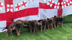 İngiltere Polis Köpek Yavrularına Milli Takım Oyuncularının İsimleri Verildi