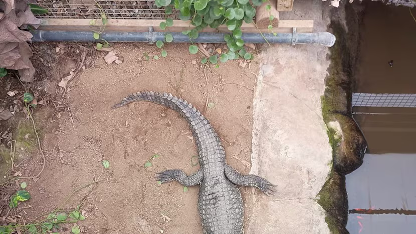 İngiltere'de 3 Yaşındaki Çocuk Timsah Havuzunda Bulundu, Gözaltı Serbest Bırakıldı