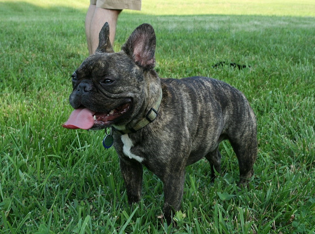 İngiltere'de basık yüzlü köpek ırklarının popülaritesi düşüyor