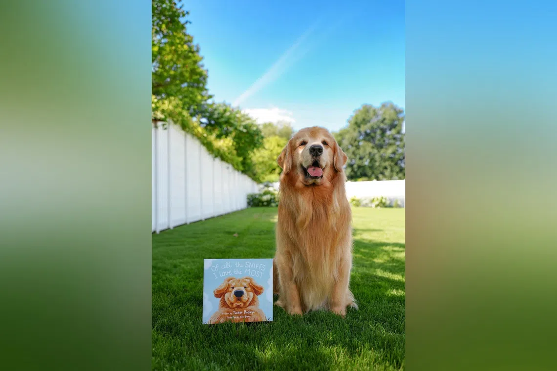 İnternetin Sevgilisi Golden Retriever Tucker'a Kanser Teşhisi