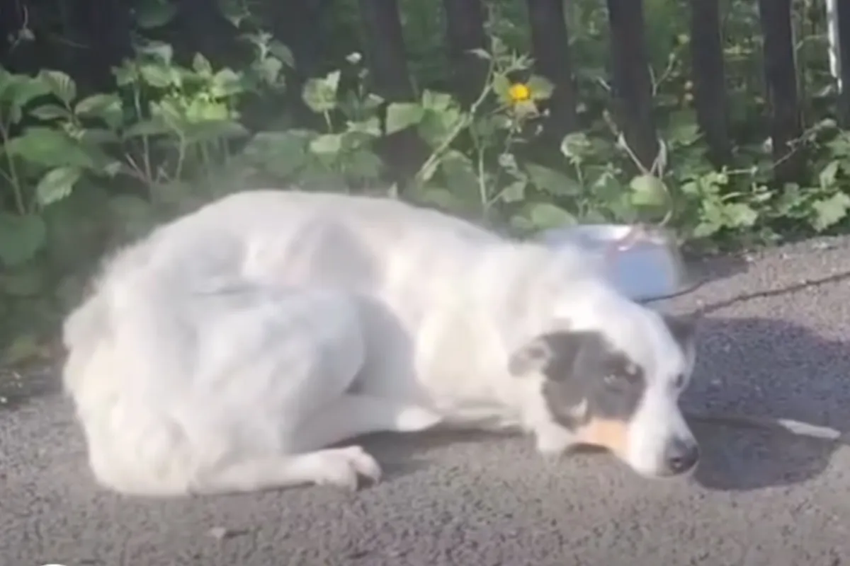 İrlanda'da Barınağa Bırakılan Köpeğin Notu Üzdü