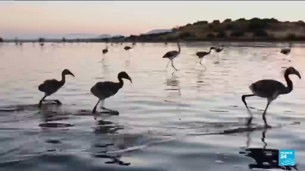 İspanya'da flamingo halkalama çalışmaları başladı
