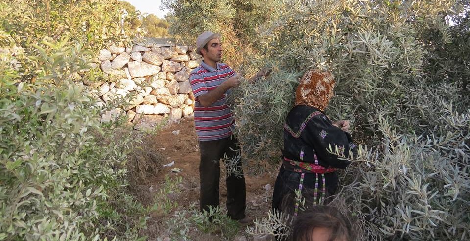İsrailli yerleşimciler Nablus'ta onlarca zeytin ağacını söktü