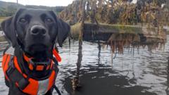 İstilacı deniz canavarıyla mücadele eden köpek yılın hayvanı seçildi