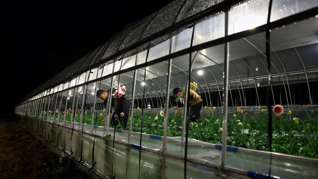 Japonya'da çiftçiler ölümcül sıcaklara karşı gece mesaisine geçti