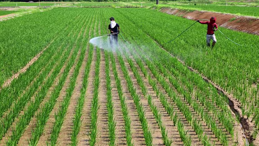 Japonya'nın gıdada kendi kendine yeterlilik oranı yüzde 37'ye geriledi