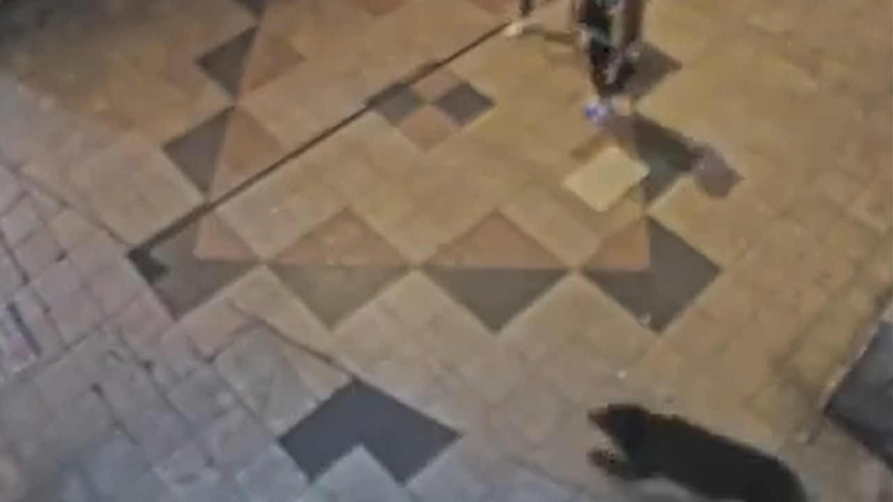 Japonya'da 94 okul paniğe neden olan ayı yüzünden tatil edildi