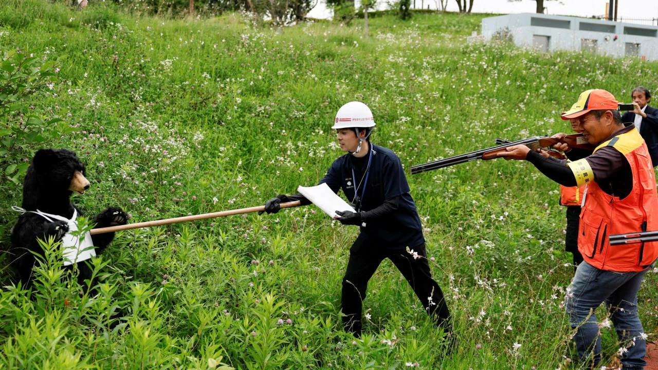 Japonya'da ayı nüfusu mikroçiple kontrol altına alınıyor