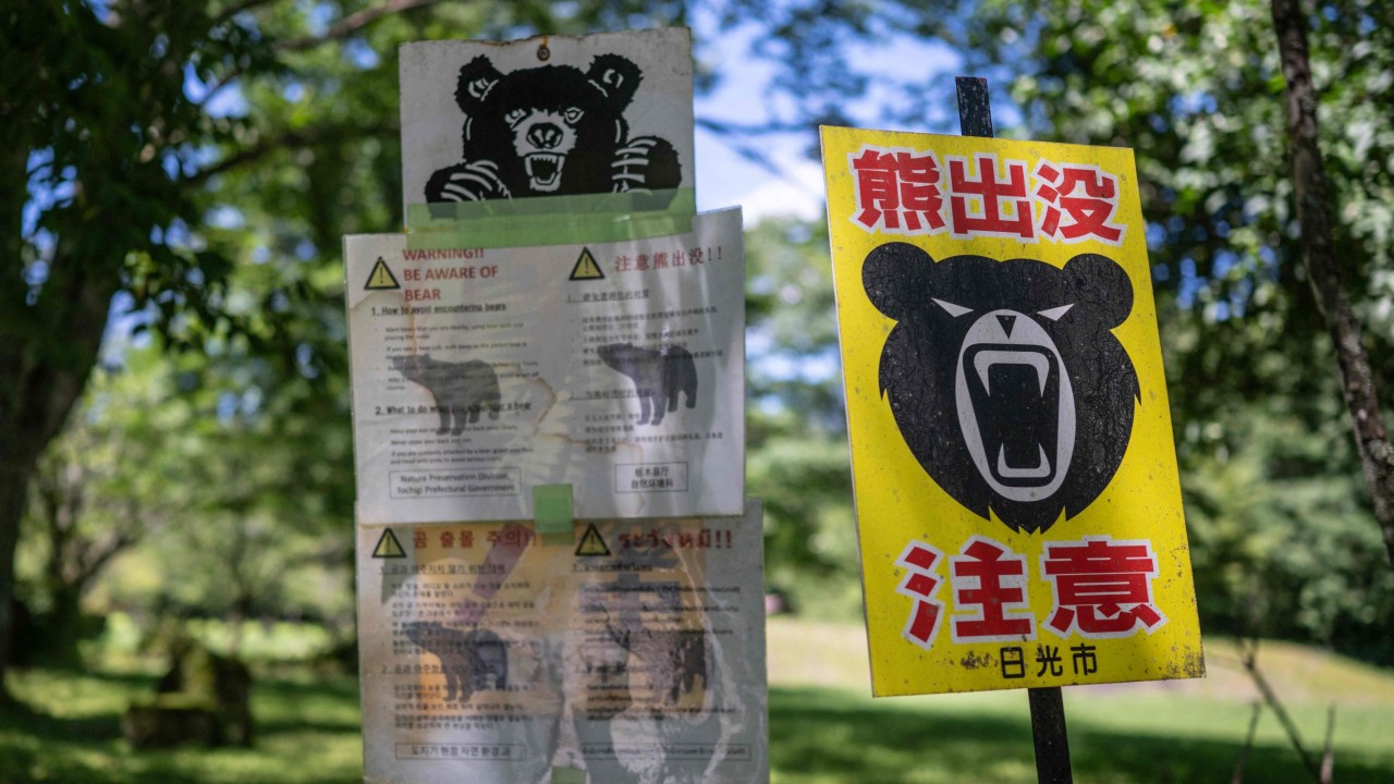 Japonya'da Ayı Saldırıları Artıyor: Halk Günlük Rutinini Değiştirdi