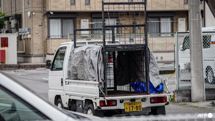 Japonya’da günlerce sokaklarda dolaşan ayı yakalandı