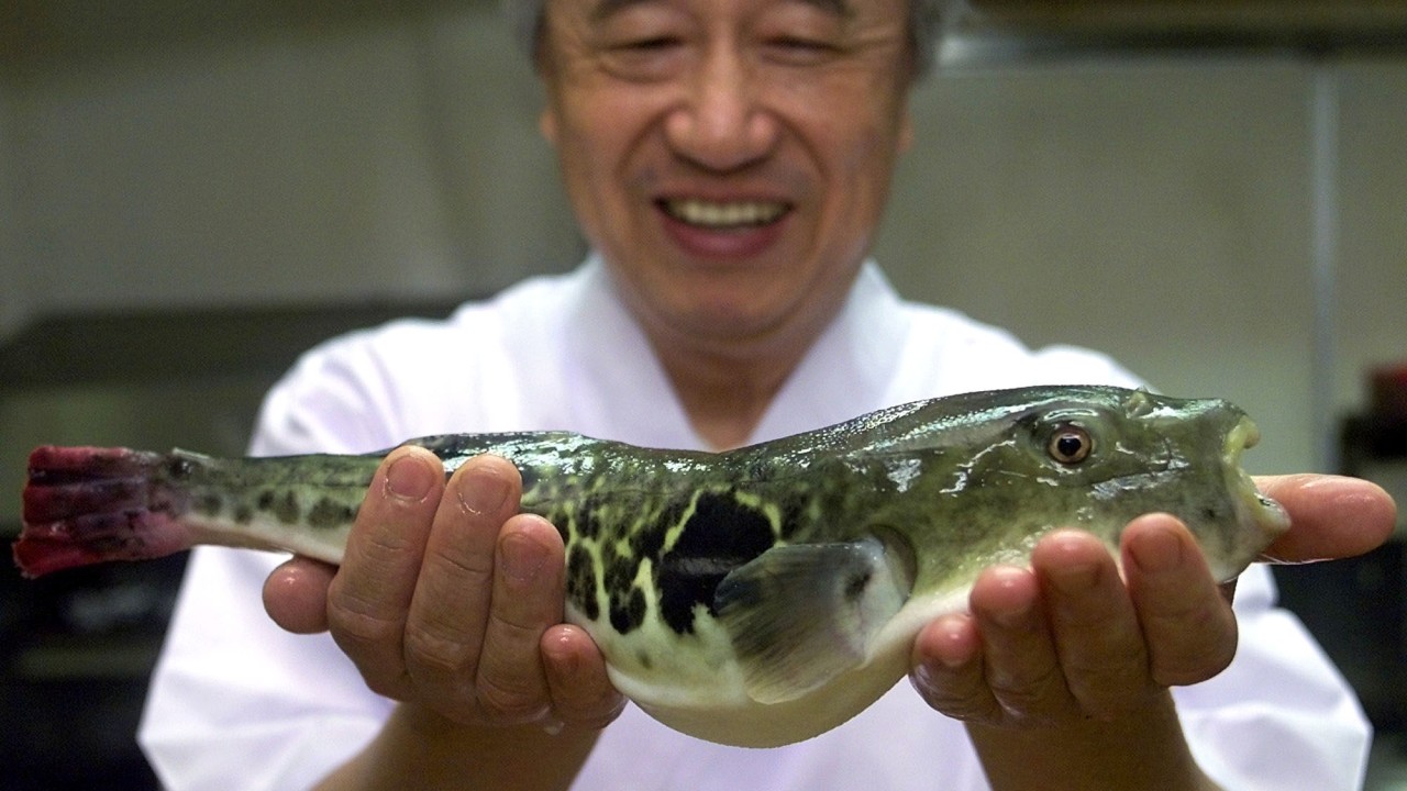 Japonya'nın ölümcül lezzeti fugu giderek daha tehlikeli hale geliyor