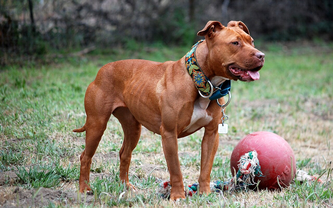Kadını pit bull'lar öldürdü, eşi kalan köpekleri öldürmekle suçlanıyor