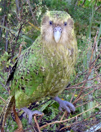 Kakapo nüfusu rekor artışla 325'e ulaştı