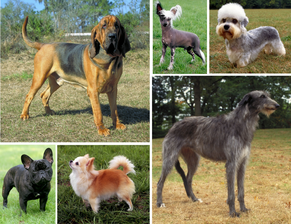 Kalite Kontrolden Geçemeyen Köpek Maması Raflarda