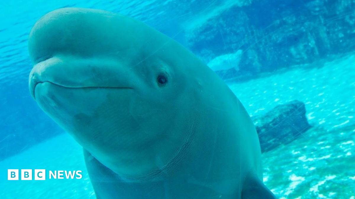 Kanada'nın Kurtarılan 30 Beluga Balinasının Belirsiz Geleceği