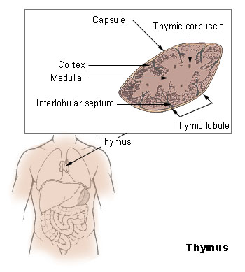 Kaybolan Bu Organ Uzun Yaşamın Sırrını mı Saklıyor