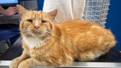 Kayıp Kedi Ginge, 160 Kilometre Uzakta Bulundu