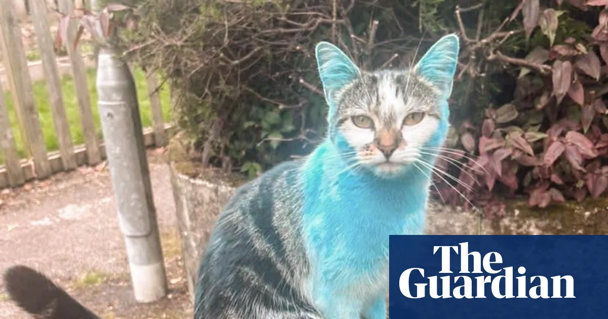 Kedisi Maviye Dönen Aile: ‘Wilbur’ Sosyal Medyada Fenomen Oldu