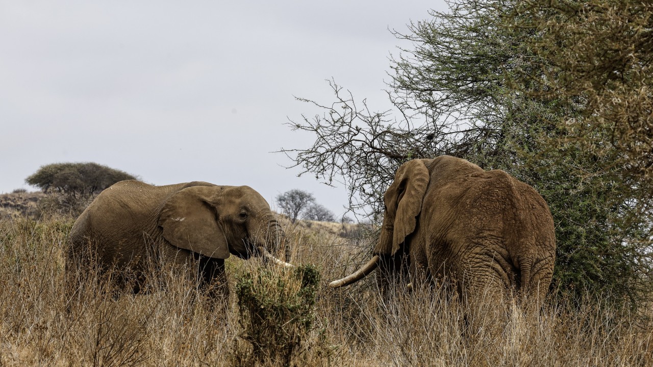Kenya'da 18 Filin Ölümüyle İlgili 4 Şüpheli Gözaltına Alındı