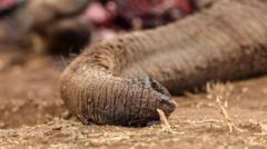 Kenya'da fillerin öldürülmesiyle ilgili 4 kişi gözaltına alındı