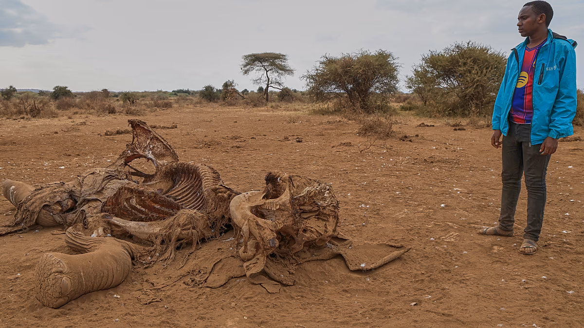 Kenya'da Gizemli Fil Ölümleri Uzmanları Araştırmaya Yöneltti