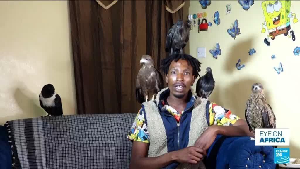 Kenya'nın 'Kuş Adam'ı Sokak Kuşlarını Rehabilite Ediyor