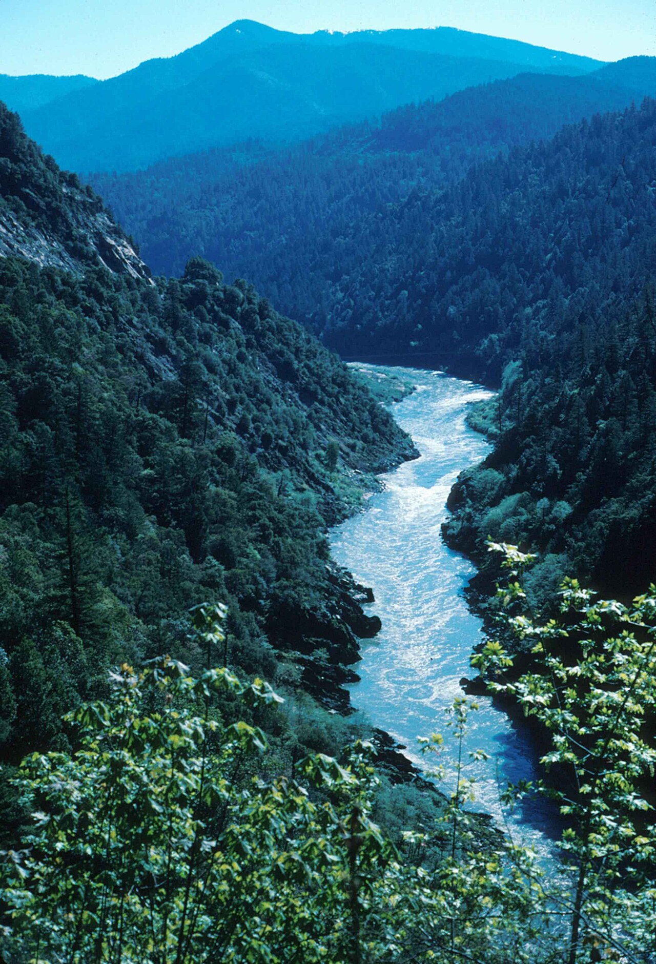 Klamath Nehri'nde Somonlar Geri Döndü: Baraj Yıkımı Sonrası 20 Bin Balık