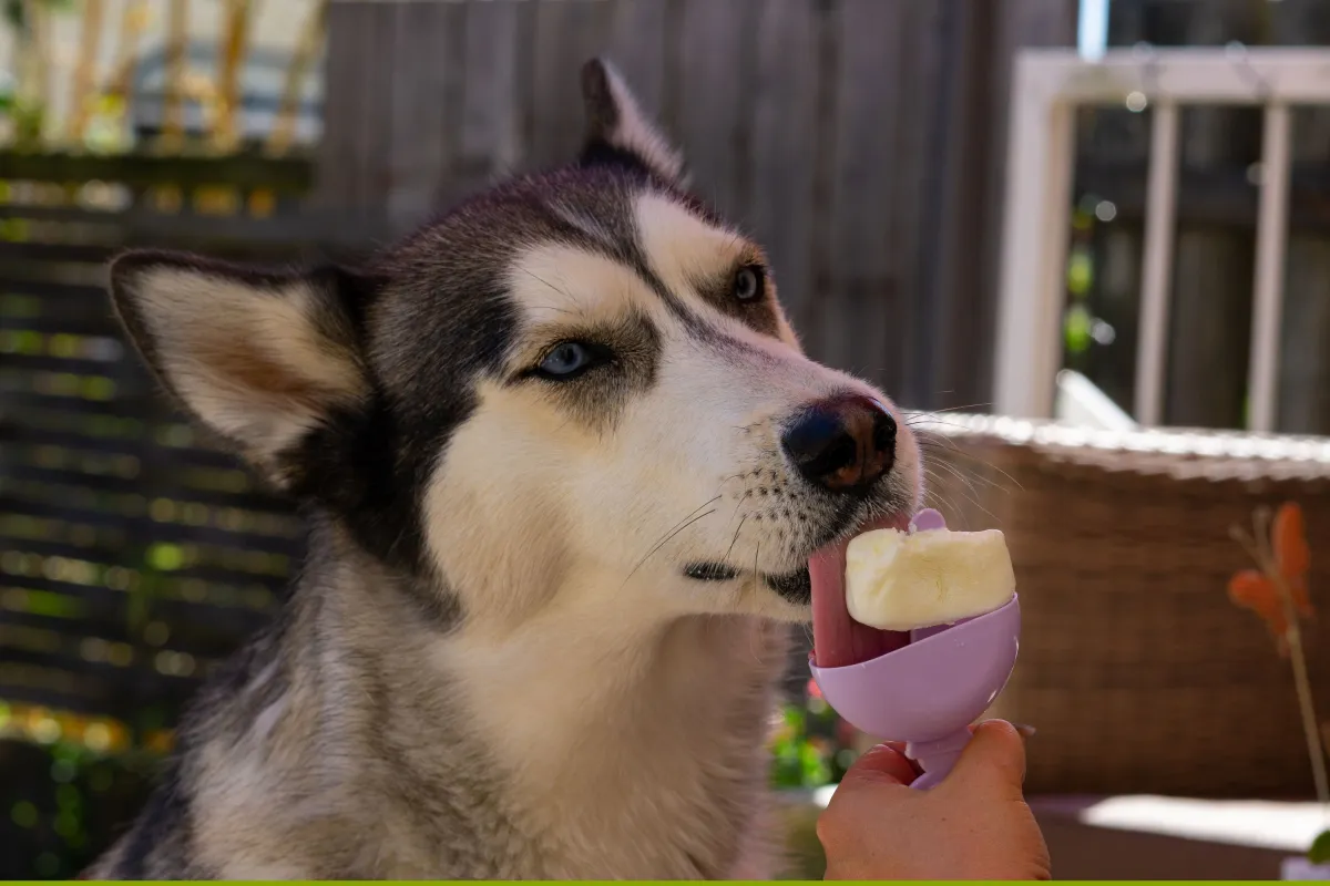 Klimasız Sıcakta Köpeğinizi Serin Tutmanın Yolları